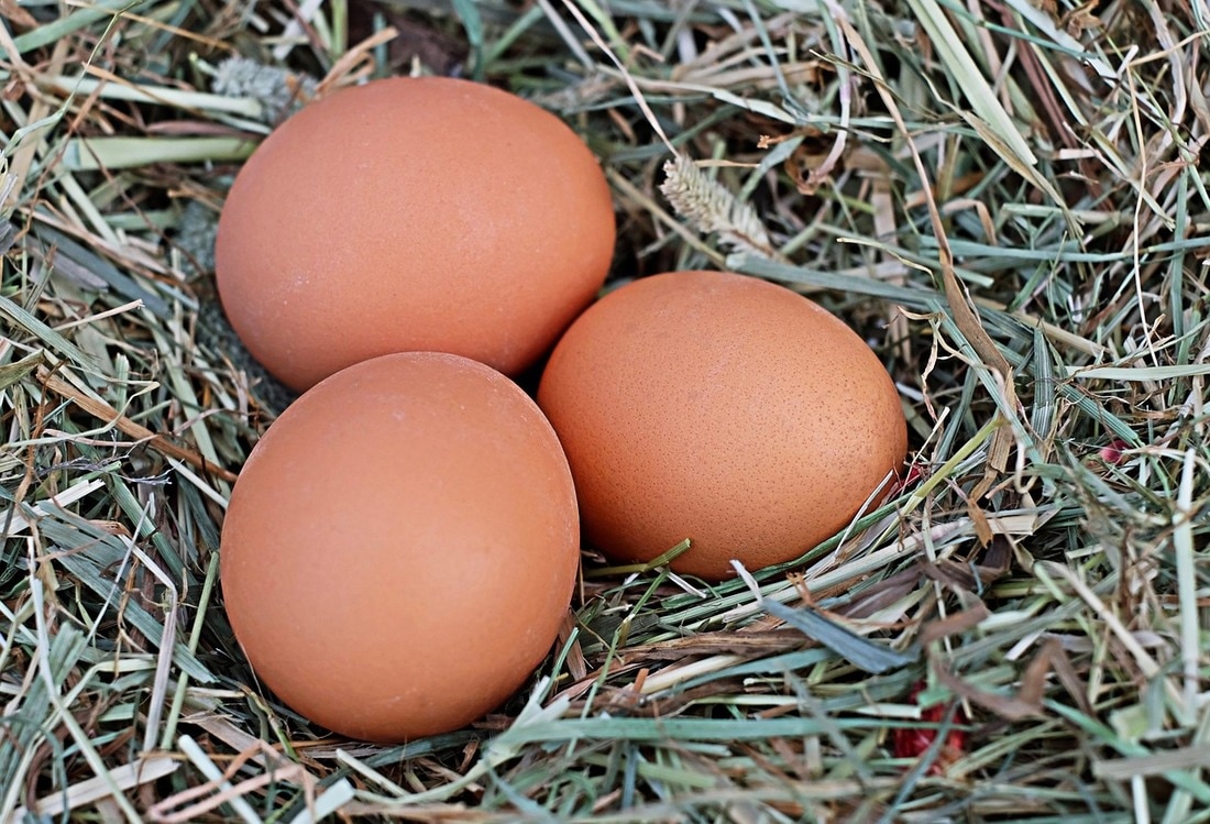 Three Sisters Farm & Dairy LLC Free Range chicken eggs and hatching eggs for sale
