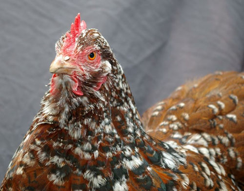 Three Sisters Farm & Dairy LLC Free Range chicken eggs and hatching eggs for sale